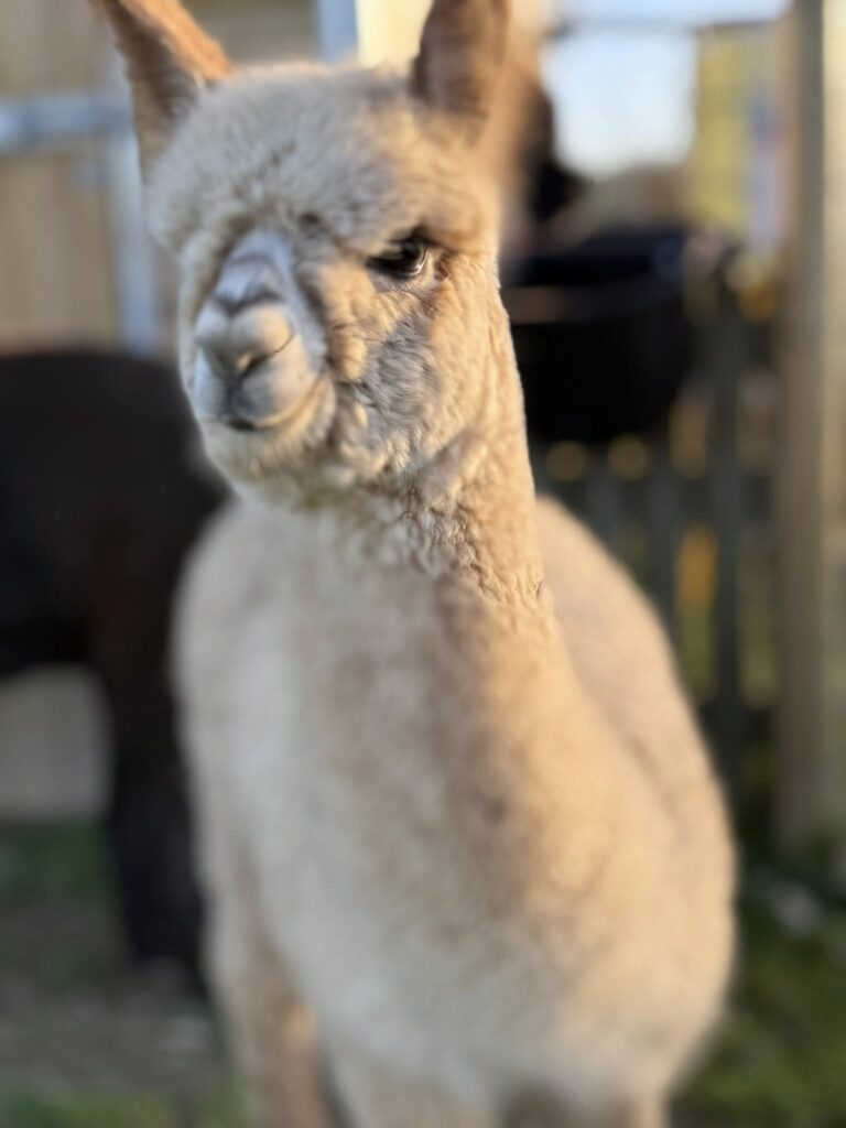Vicky alpaca