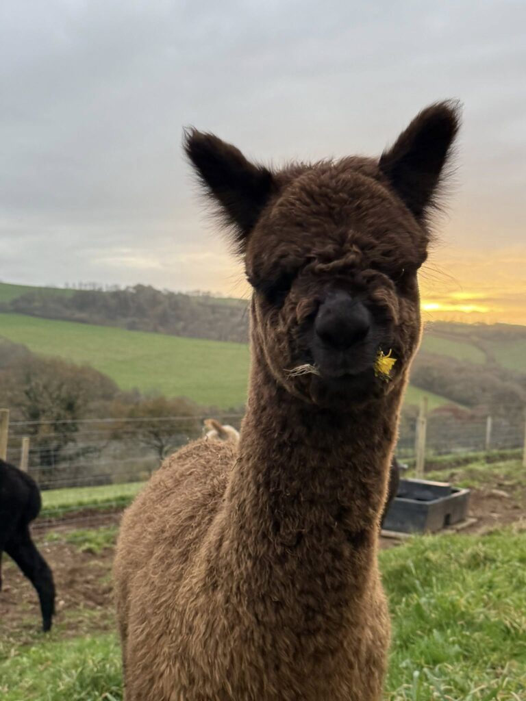 alpaca 2