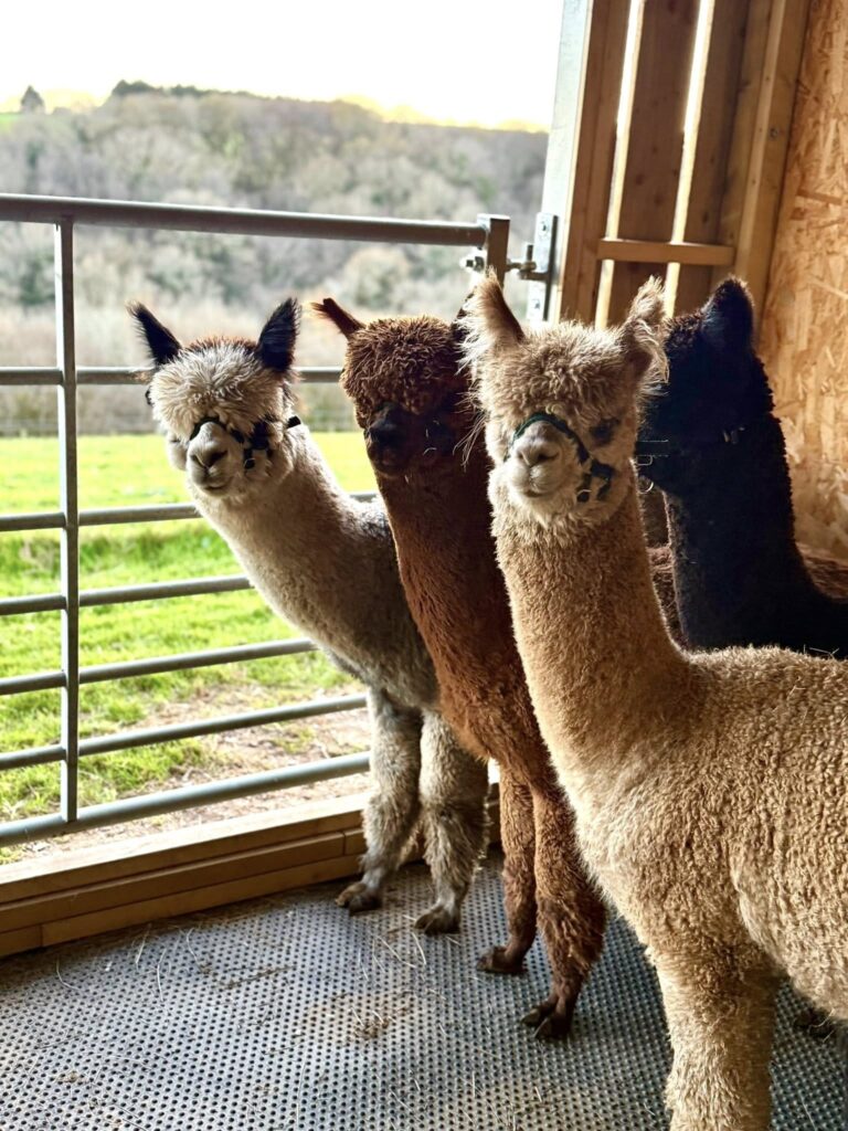 Alpaca trekking in Cornwall